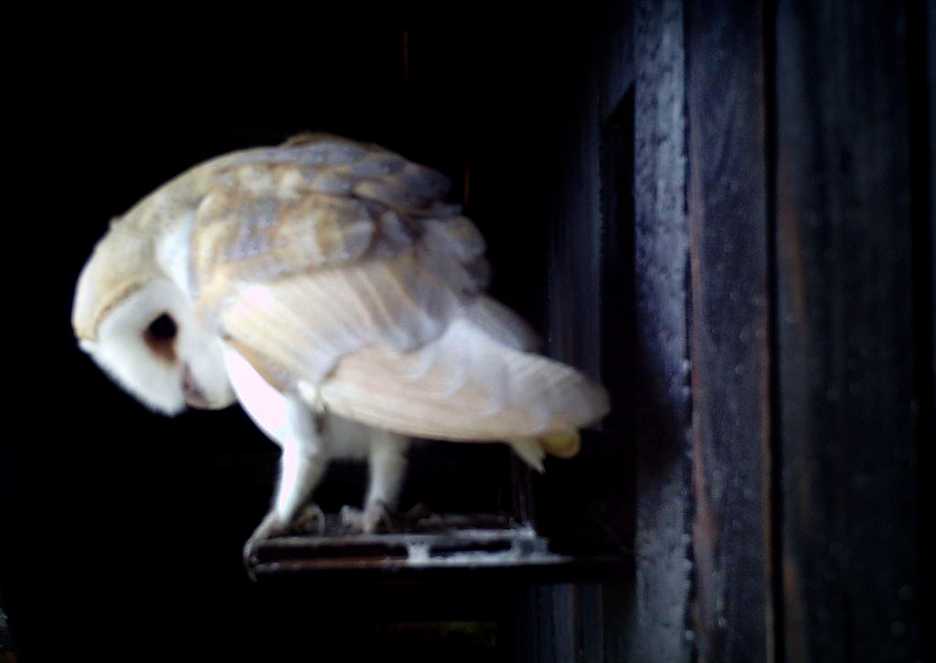 Natural Building Studio: Creating a just space for people