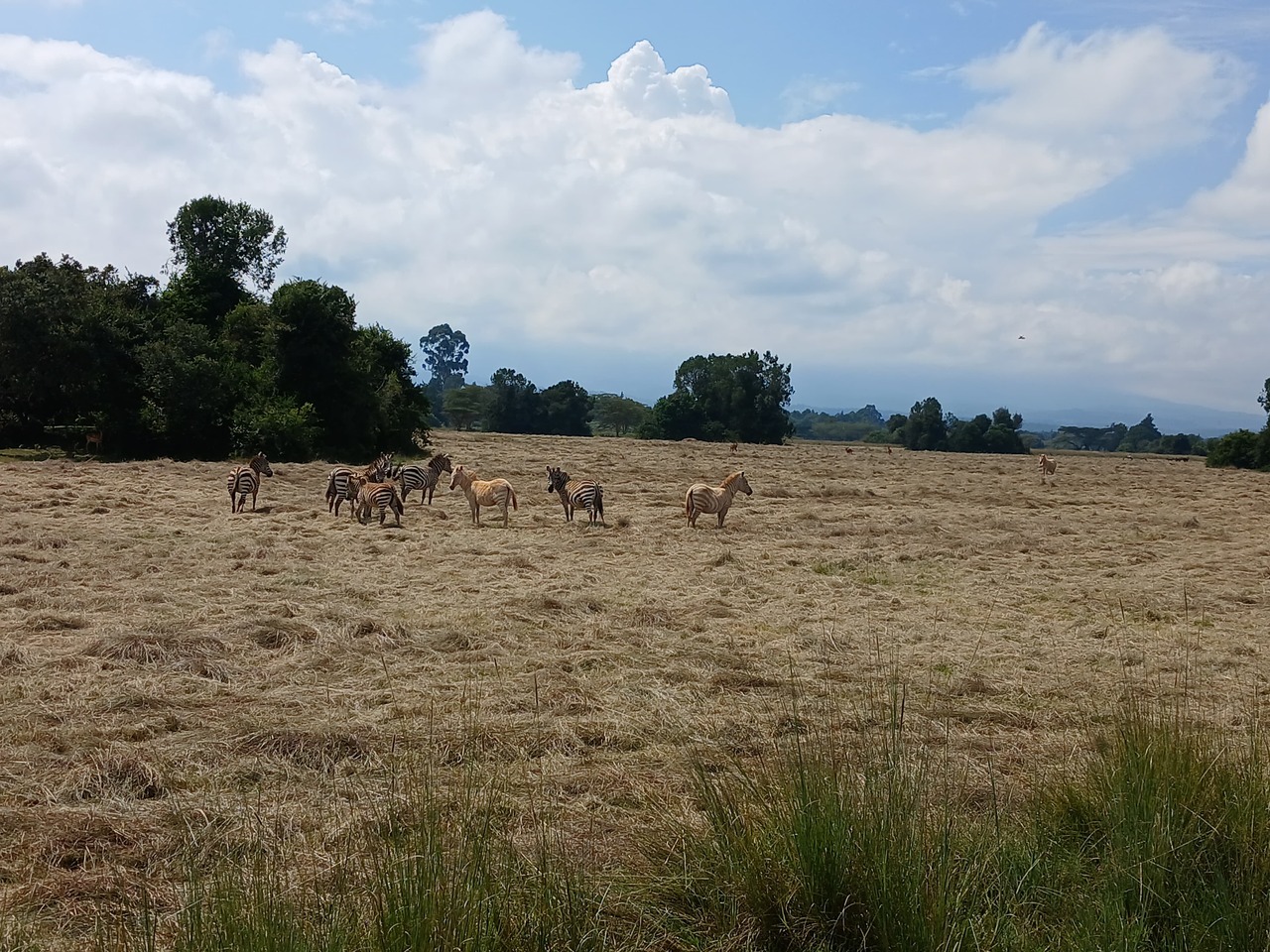 Hello members, my name is Jane Wathika