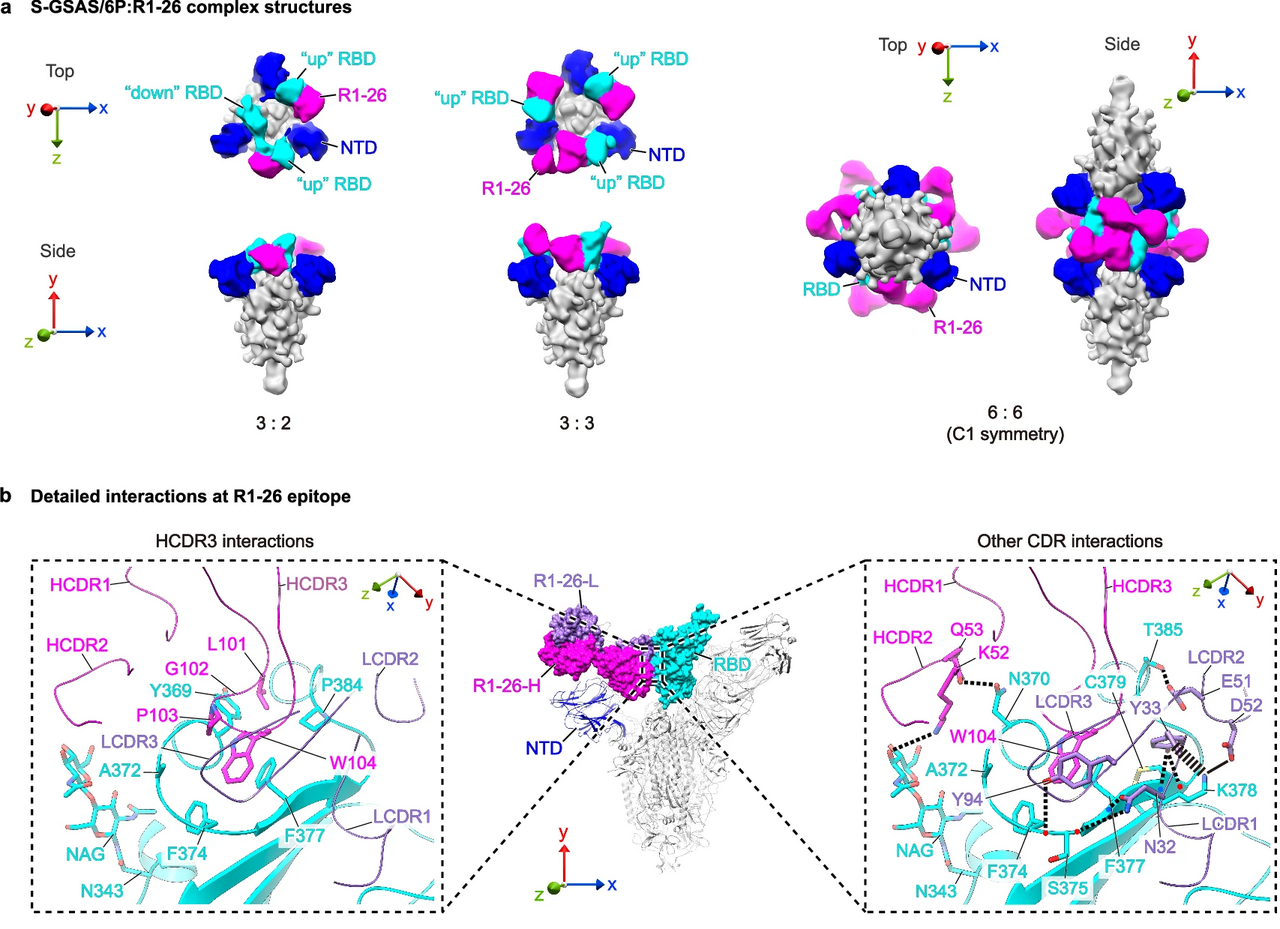 Antibodies utilizing VL6-57 light chains target a convergent cryptic epitope on SARS-CoV-2 spike protein and potentially drive the genesis of Omicron variants