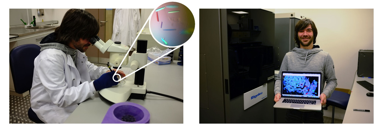Seeing how trypanosomes resist human innate immunity
