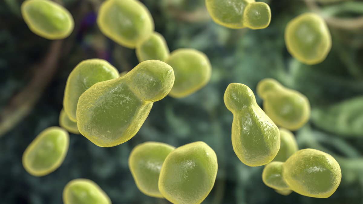 Calls for papers: Yeast models Collection 