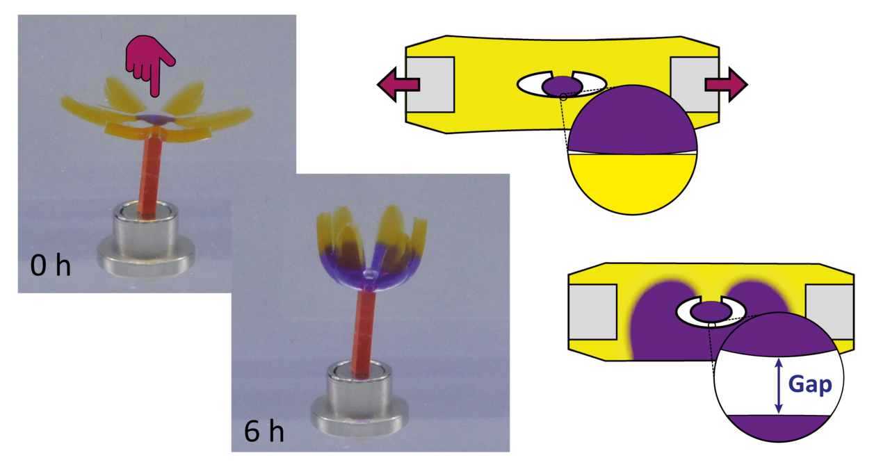 Smart Materials Inspired by Nature: How Do We Create Self-Adaptive Hydrogels