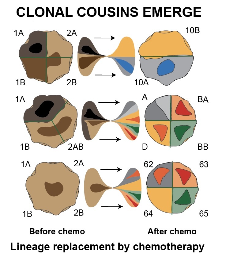 The evil clonal cousins behind relapse in childhood cancer