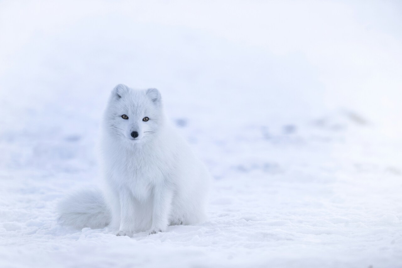 Fieldwork Opportunity, the Arctic Fox Project (Sweden)
