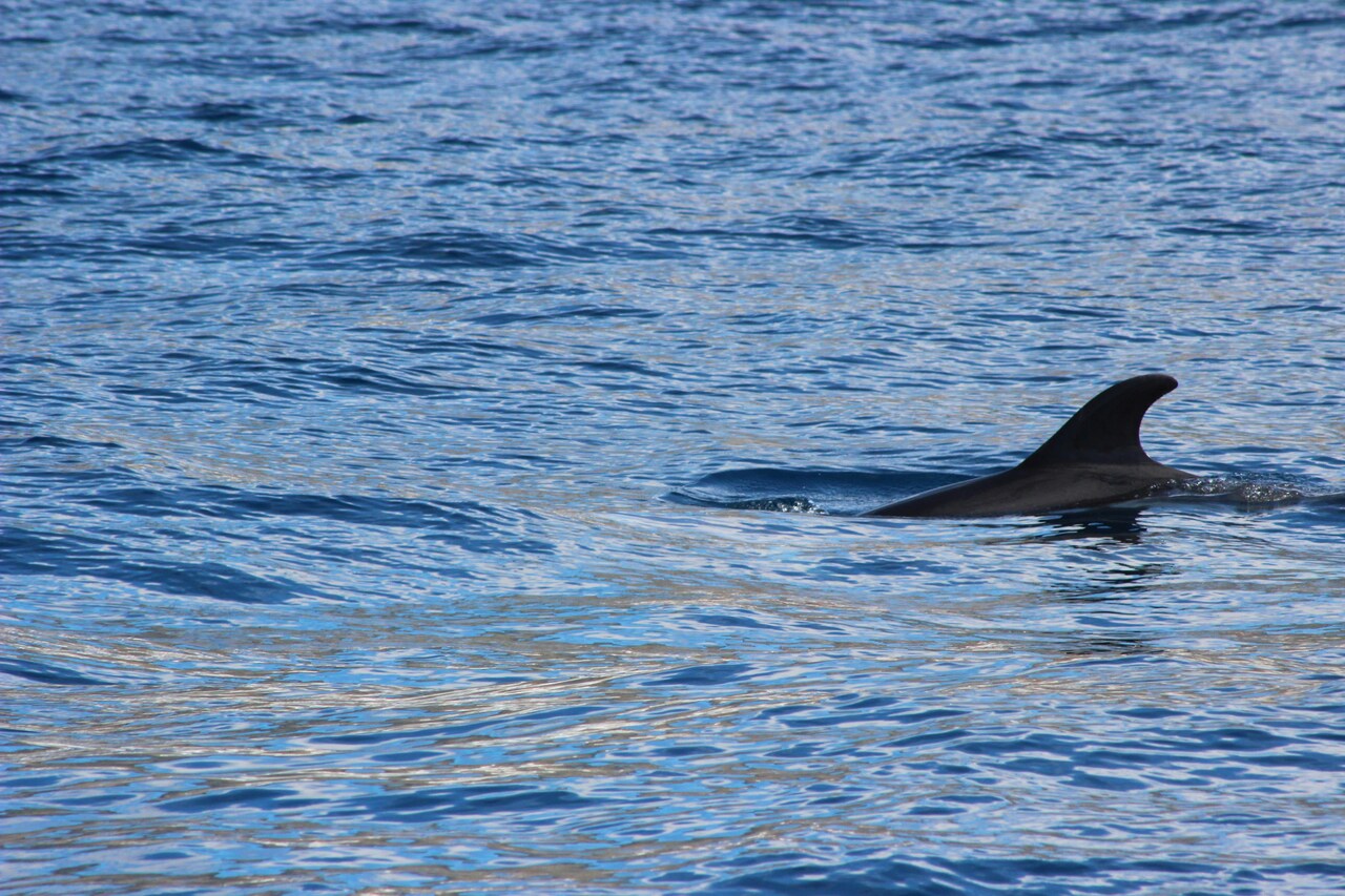 2x Expedition Volunteer positions available @HWDT