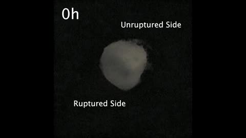 Ovulation in a dish: new insights into follicle rupture with implications for infertility and non-hormonal contraceptive development