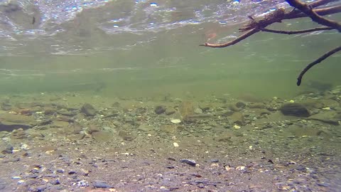The Yukon River: History, Sovereignty, and Ecology