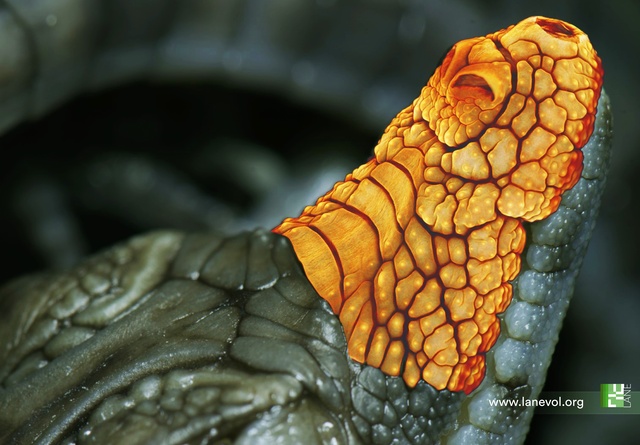 The mechanics of crocodile head scale development