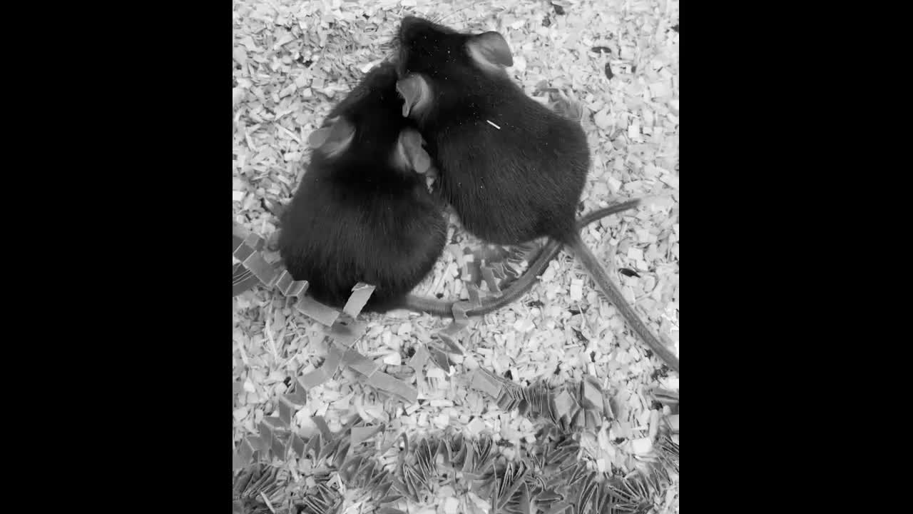 Post-Exertional Malaise and Potential Role of mTOR