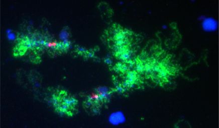 Lampbrush chromosomes of zebrafish