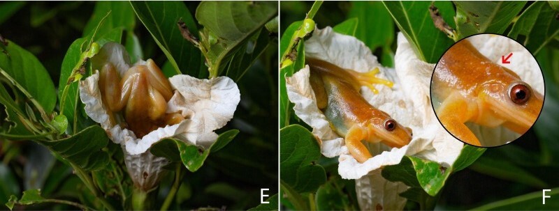 A unique tree frog that eats fruit. Does it also play the role of a bee?
