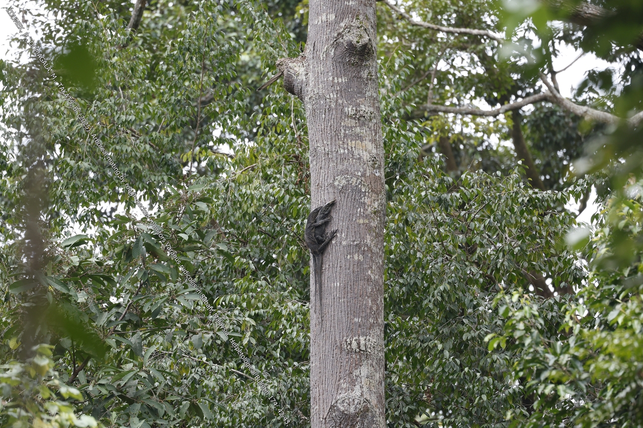 💕RARE - Arboreal mating by rough-necked monitors Varanus rudicollis in Sabah, Malaysia