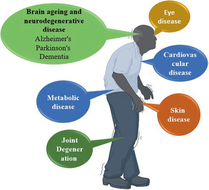 The Role of Extracellular Vesicles in Aging: An Overview and Implications