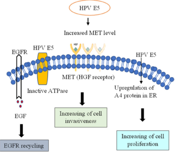 Potential role of human papillomavirus proteins associated with the development of cancer