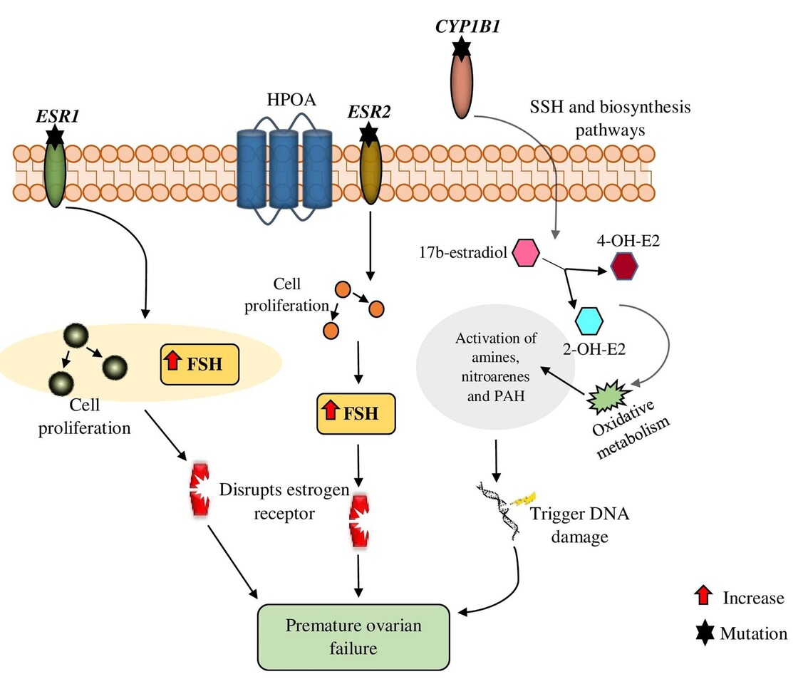 Genes linked with early menopause and the pathogenesis of its associated diseases: A systematic review