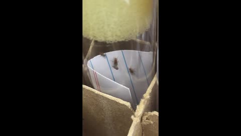 It's "Business Time" for these flies