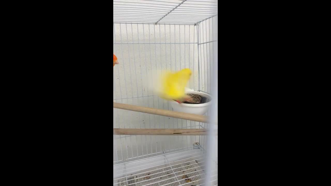 Red canary + yellow canary = alien?