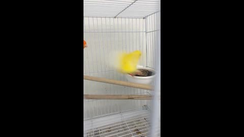 Red canary + yellow canary = alien?