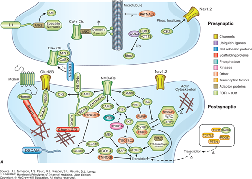 AccessMedicine's Image of the Week: Functional Characteristics and Developmental Convergence of Autism Spectrum Disorders (ASDs) Associated Genes