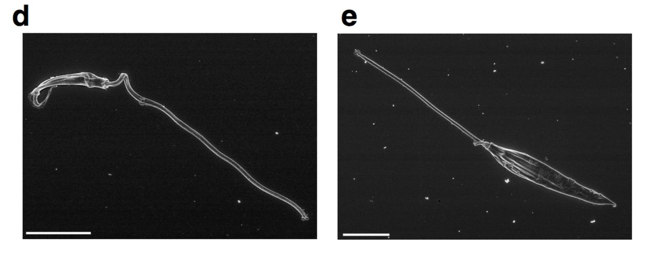 One More Drop of Blood Dedifferentiate for Your Life! Microbiology