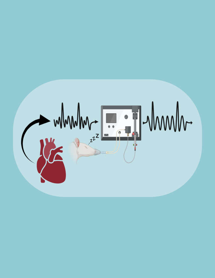 Atrial Fibrillation in Rodents: Time to Raise the Standards?