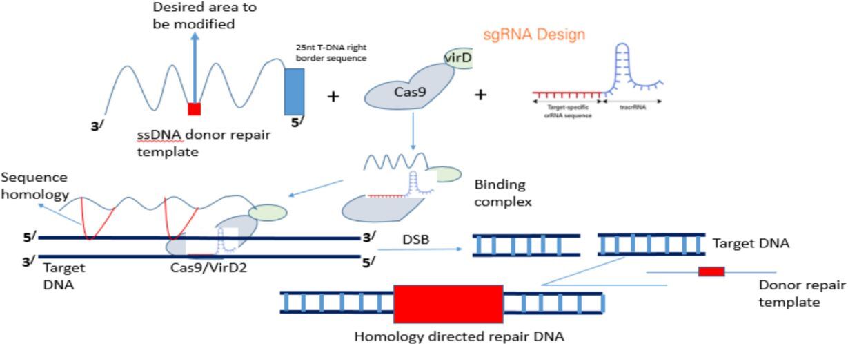 Fusion of enzymatic proteins: Enhancing biological activities and facilitating biological modifications