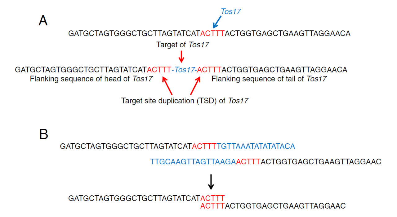Detecting Transposable Element Insertions from NGS Data