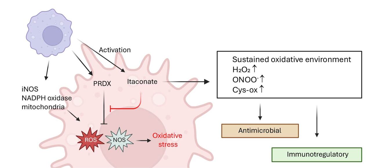 Itaconate and PRDX5, how did we get here?
