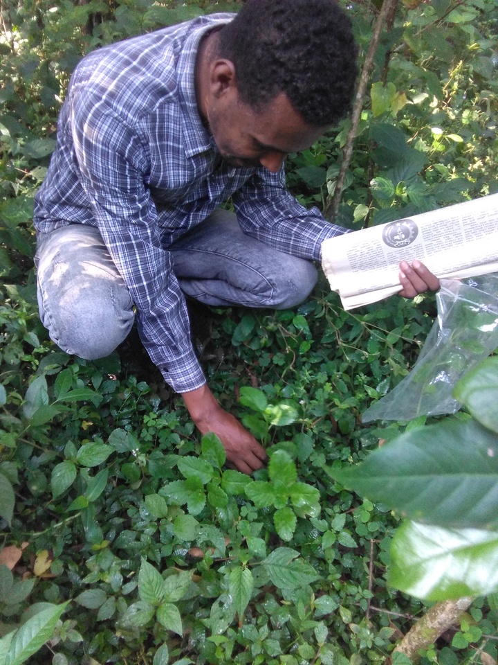Traditionally used medicinal plants for human ailments and their threats in Guraferda District, Benchi-Sheko zone, Southwest Ethiopia
