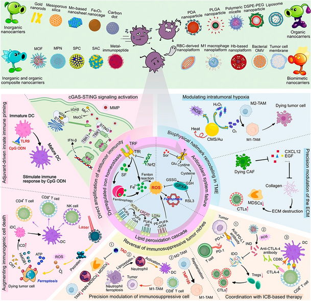 Synergistic Ferroptosis–Immunotherapy Nanoplatforms: Multidimensional Engineering for Tumor Microenvironment Remodeling and Therapeutic Optimization