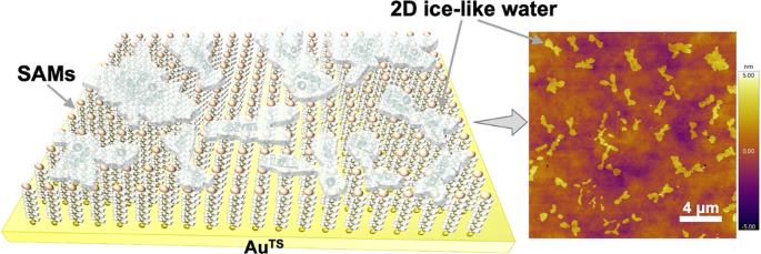 Observation of Ice‑Like Two‑Dimensional Flakes on Self‑Assembled Protein Monolayer without Nanoconfinement under Ambient Conditions