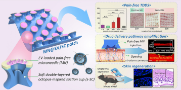 A Hierarchical Short Microneedle‑Cupping Dual‑Amplified Patch Enables Accelerated, Uniform, Pain‑Free Transdermal Delivery of Extracellular Vesicles
