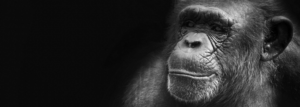 Calling all great ape and gibbon conservationists!