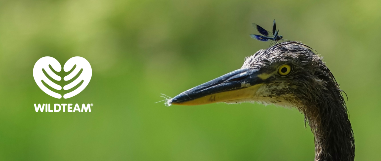 Job opportunity: Work with WildTeam as a WildLearning Specialist  