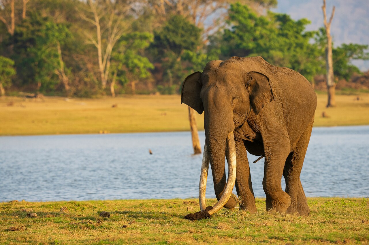 Interested to study on captive Elephant census in Bangladesh?