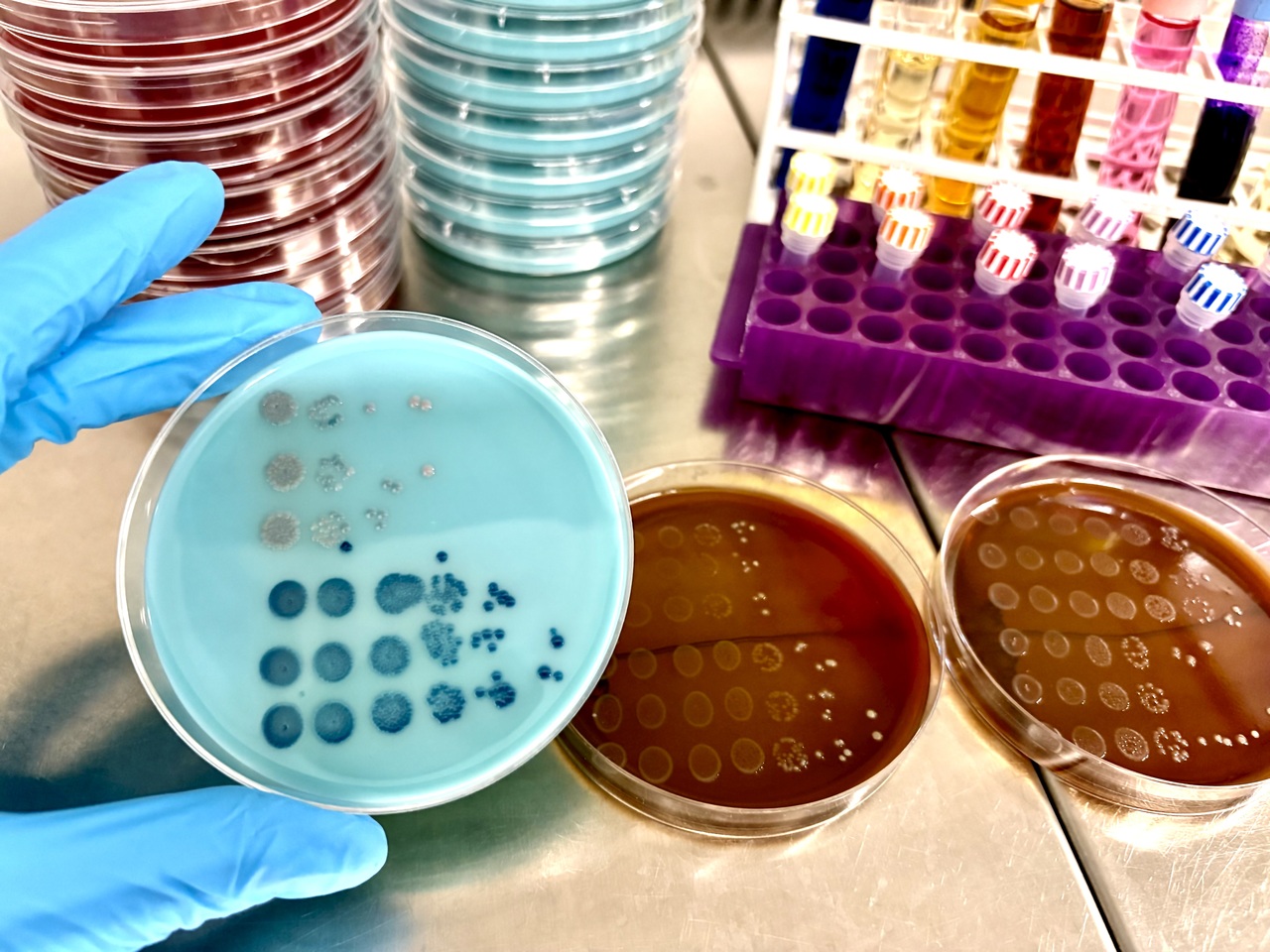 Antibiotics fuel the rise of vancomycin-resistant enterococci intestinal colonisation by remodelling the metabolic landscape of the gut microbiome   