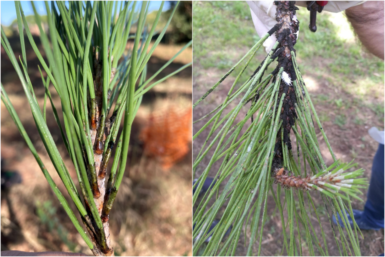 Fire-insect interaction in Mediterranean stone pine forests