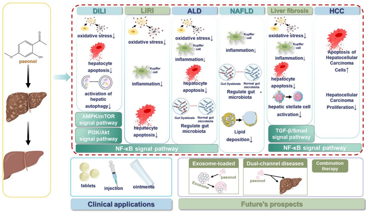 The functional role and regulatory mechanism of paeonol in the treatment of liver diseases