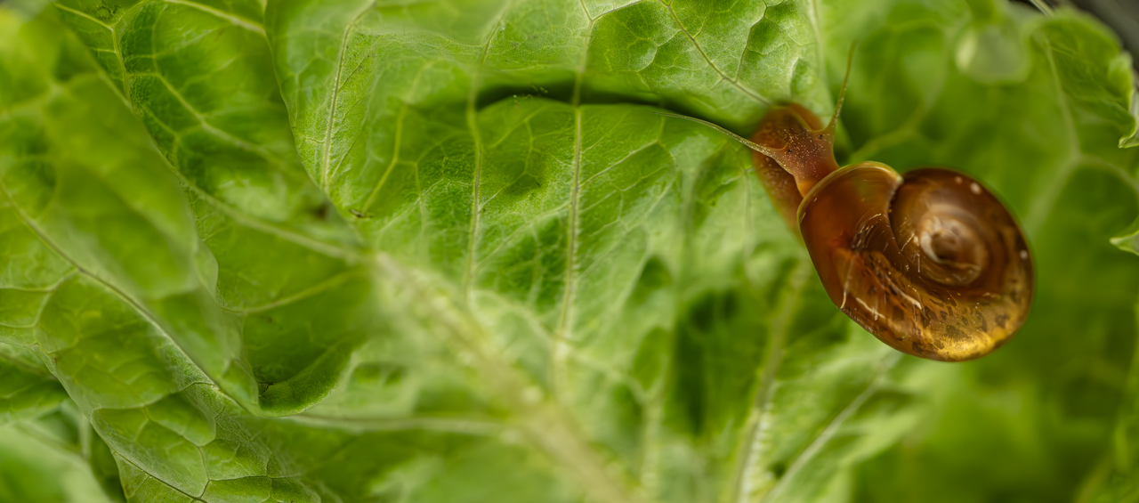 Solutions at a Snail’s Pace