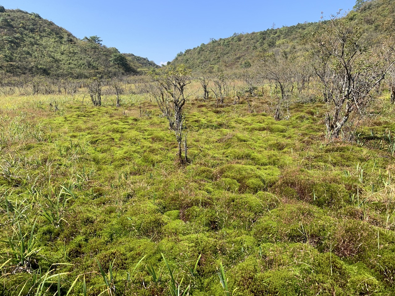 A natural alliance: how plant community changes and microbial responses stabilized peatland carbon in a drying climate