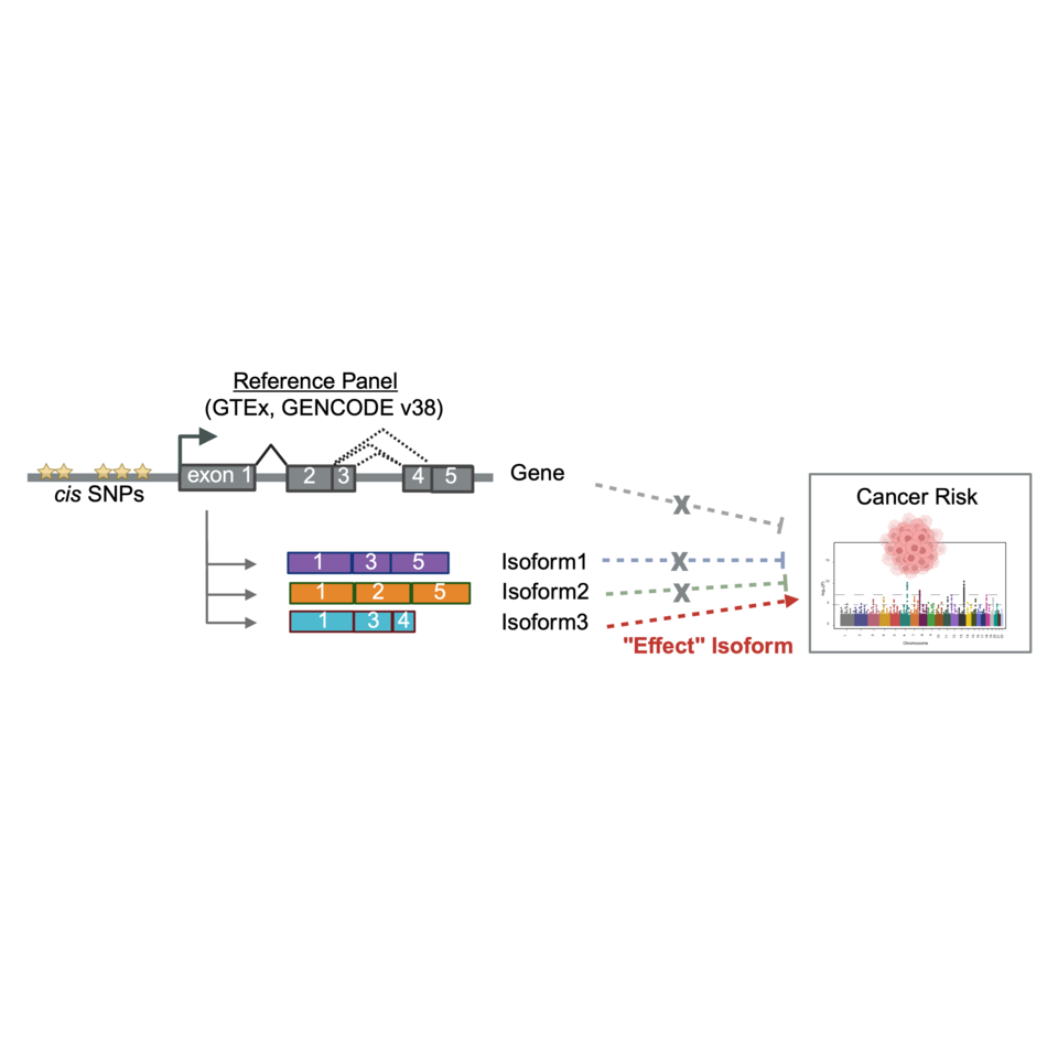 One gene, Different Story: How Isoform Level Expression Uncovers Hidden Cancer Risk Signals