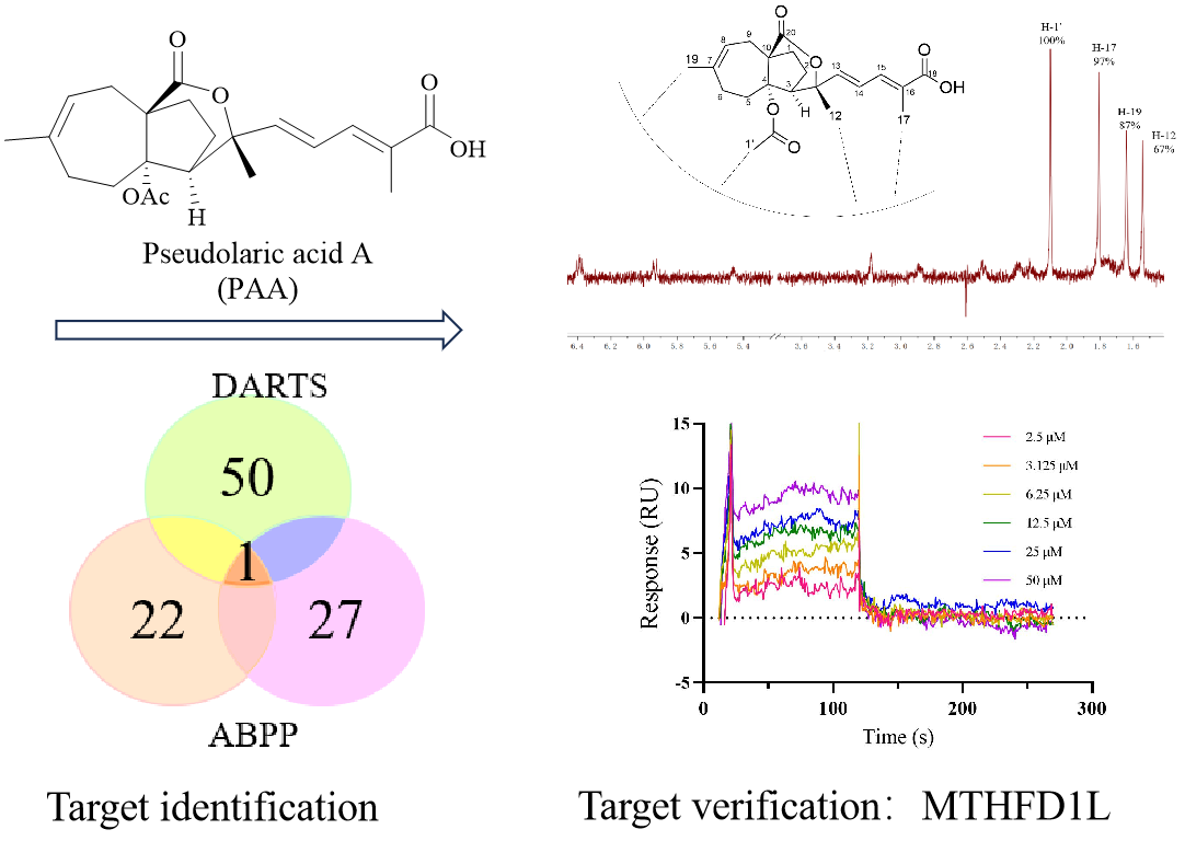 Discovery of MTHFD1L as the New Binding Target of Pseudolaric Acid A