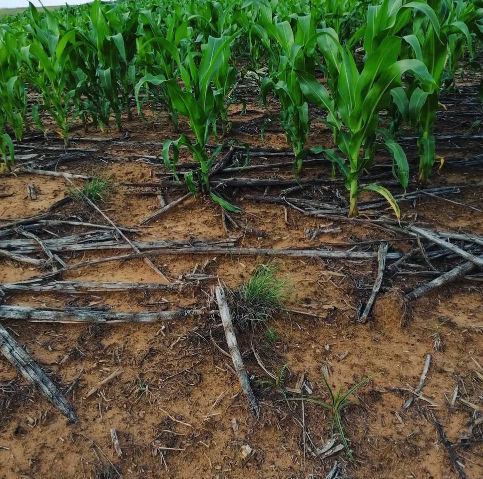 Ecological response of carabid beetles (Coleoptera: Carabidae) to contrasting agroecosystem management