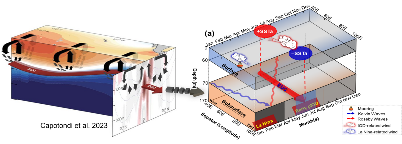 Unveiling the Magic: Who Is Calling Back the Indian Ocea Equatorial Undercurrent?