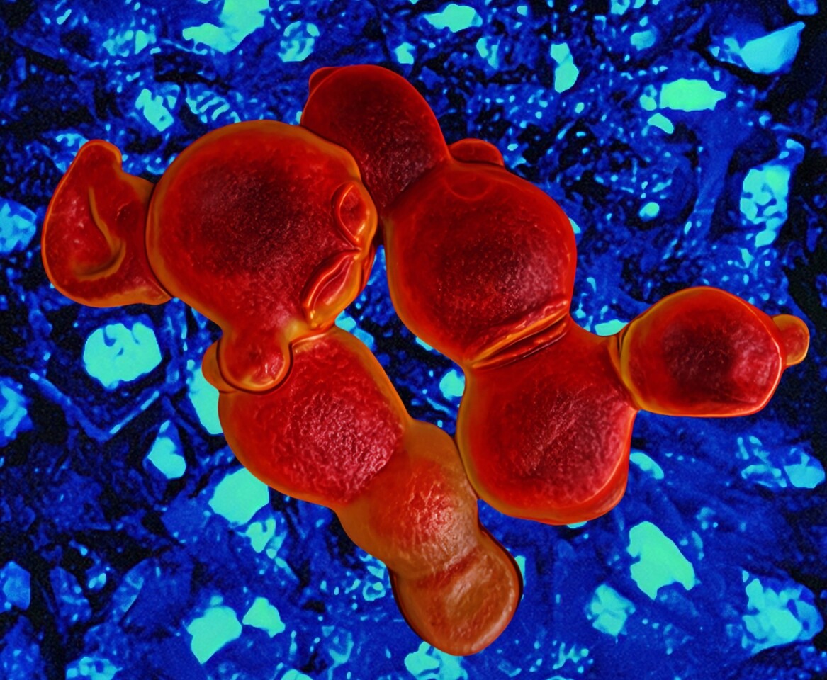 Fighting Superbugs with Microbial Chemistry: The Discovery of Coniontins Against Candida auris