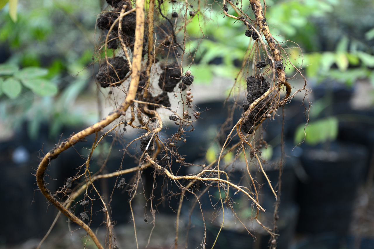 Unveiling the soil carbon sequestration potential of nitrogen-fixing plants