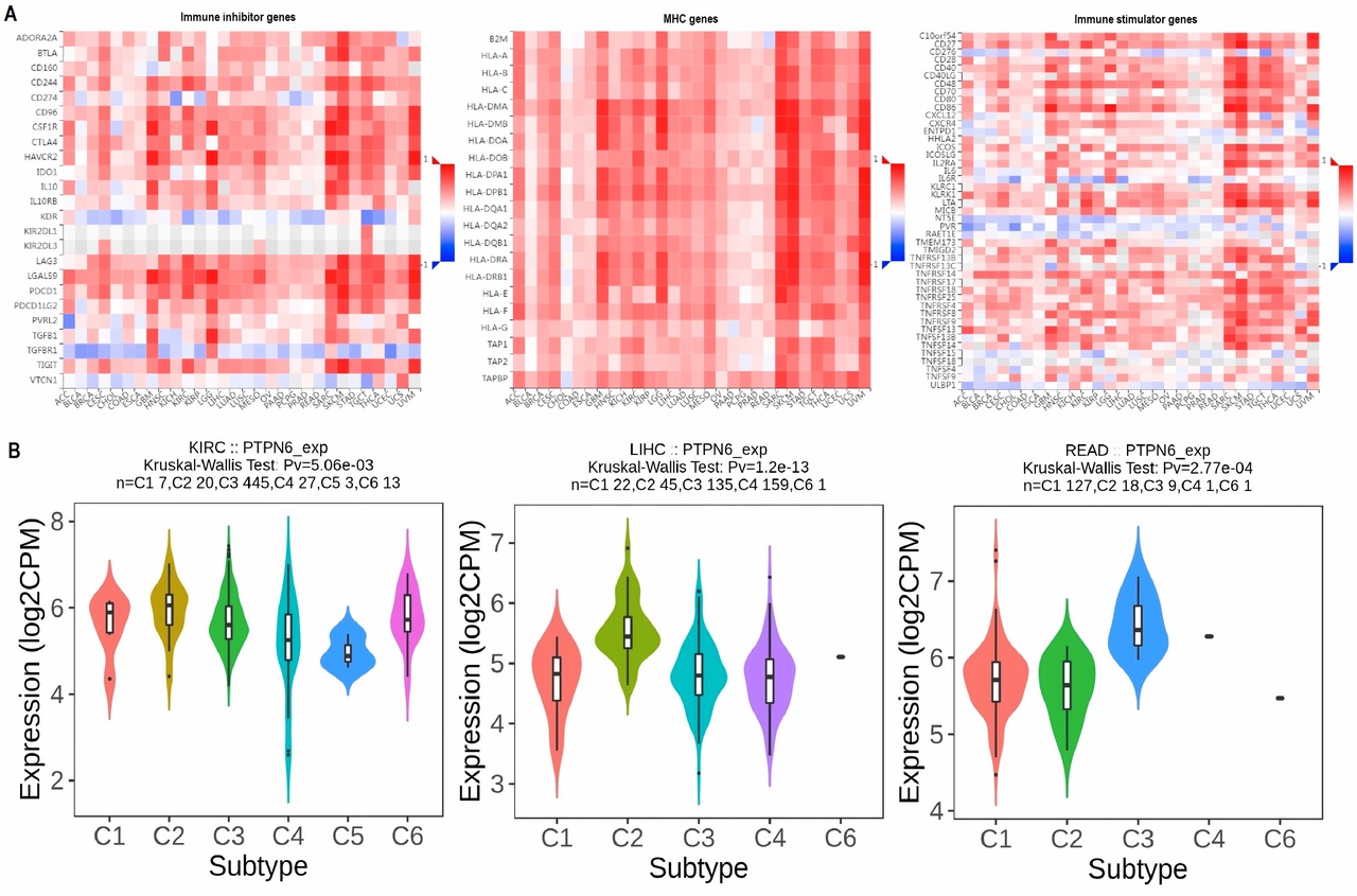 Pan-Cancer Analysis of PTPN6: Prognostic Significance and Functional Implications in Tumor Progression