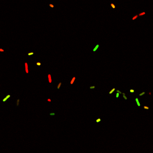 What do pill-bugs and Escherichia coli have in common?