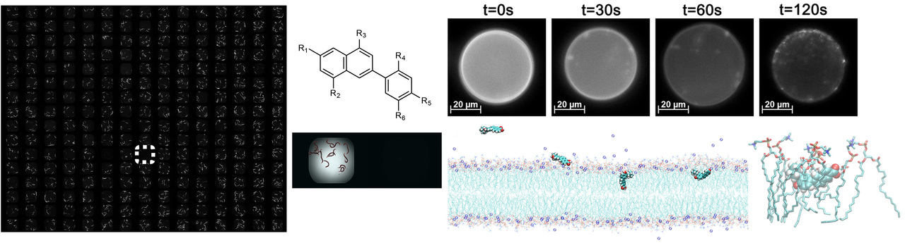 Synthetic retinoids effective against MRSA persister cells