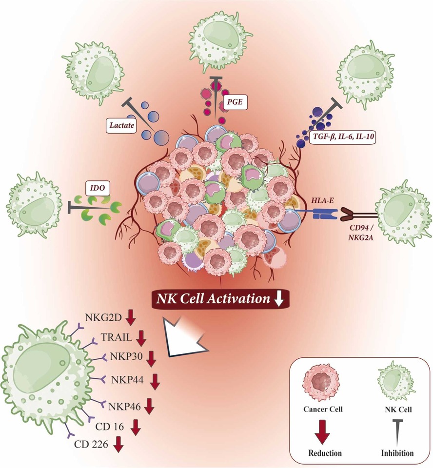 Harnessing the potential of CAR-NK cell therapy in gastrointestinal cancers: From bench to bedside